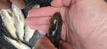 úhyn Těchonín3 .jpg